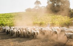 Cline Organic Farming in Sonoma, California Winery Image