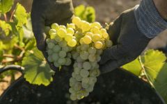 Cantarranas  Winery Image