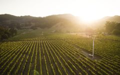 Groth Vineyards & Winery Hillview Estate Winery Image