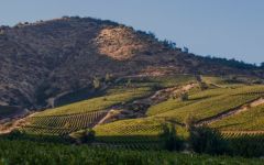 Santa Ema Santa Ema Vineyard grounds Winery Image