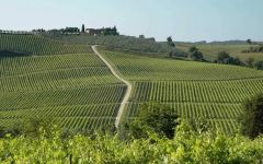 Rocca delle Macie Winery Image