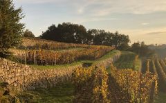 Tour Saint Christophe Winery Image
