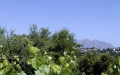 Caves Roger Goulart Xarel-lo Vine Winery Image