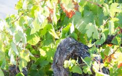 Bodegas Avancia Winery Image