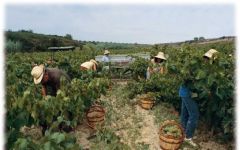 Juve & Camps Harvest Winery Image