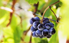 Terre Nere Grapes on the Vine at Terre Nere Winery Image