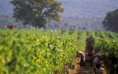 Ornellaia 2015 | Wine.com Ornellaia 2015 | Wine.com