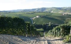 Pertinace The Marcarini Vineyard Winery Image