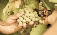 Willm Winery Image