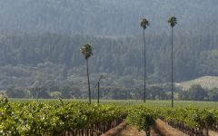 ダックホーン Three Palms Vineyard 2018年 the-duckhorn-portfolio-2018-