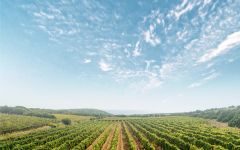 Cantina Mesa  Winery Image