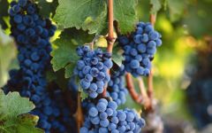 Klipsun Passion to Produce the Most Superb Fruit Winery Image