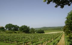Col d'Orcia Winery Image