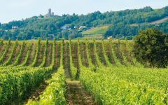 Delas Freres Domaine de Grands Chemins Winery Image
