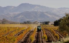 Fess Parker Rodney’s Vineyard Winery Image