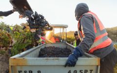 Pedroncelli Winery Zinfandel Harvest Action Winery Image