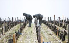 Chateau Latour Les Forts de Latour 1994 | Wine.com Chateau Latour Les Forts de Latour 1994 | Wine.com