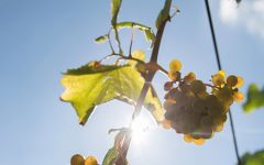 La Cana Albarino Grapes from the Vine Winery Image