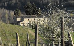 Il Molino di Grace  Winery Image