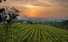 Marco Felluga Winery Image