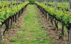 Domaine Zafeirakis Sustainable Practices Winery Image