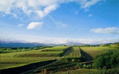 Livio Felluga Winery Image