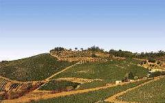Terredora di Paolo Winery Image