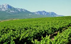 Faustino Winery Image