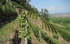 Domaines Schlumberger Signature Steep Vineyards Winery Image