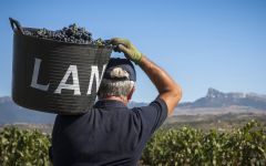 Bodegas Lan Man Holding Bucket Winery Image