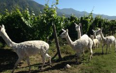 Natura Winery Image