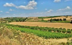 Pala Terroir of Pala Winery Image