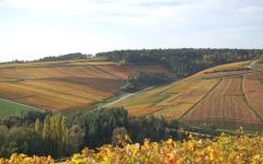 Champagne Palmer Winery Image