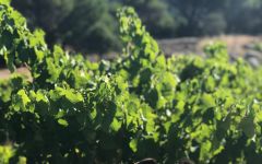 Pegaso The Pegaso Mascot Winery Image