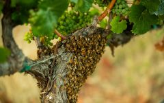 Markham Vineyards Bees Winery Image