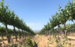 Luke Winery Image