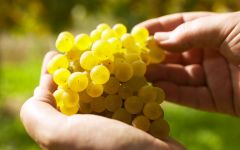Laurenz V Gruner grape cluster Winery Image