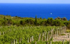 Gerard Bertrand South of France Winery Image