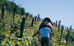 Domaines Schlumberger Horses Helping in the Vineyard Winery Image