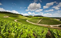 Simonnet-Febvre Hills of Chablis Winery Image