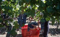 Duemani Harvesting Cabernet Franc Vines Winery Image