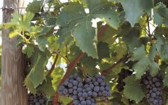 Col d'Orcia Brunello bunch Winery Image