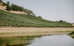 Broadside Broadside Vines, Paso Robles Winery Image
