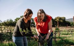 Markham Vineyards Tending to the Vines Winery Image