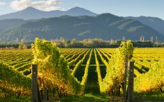 The Little Sheep Winery Image