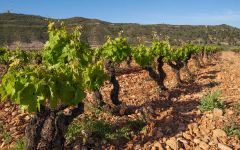 Villota Viña Gena Vines Winery Image