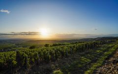Famille Paquet Famille Paquet Vineyard Winery Image