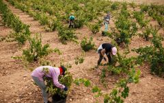 Bodegas La Purisma Hand Harvest Winery Image