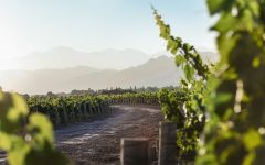 Luigi Bosca Vineyard Winery Image