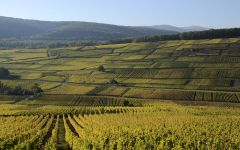 Lucien Albrecht Winery Image